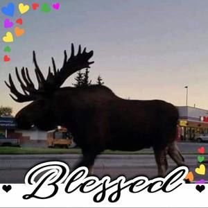 Meet your Posher, Frances